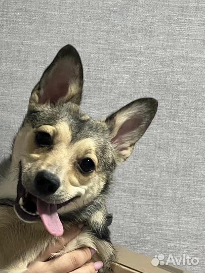 Стеше нужен дом