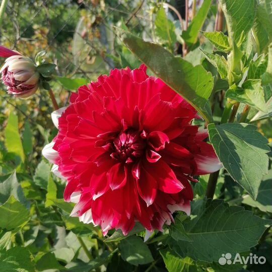 Георгины клубни