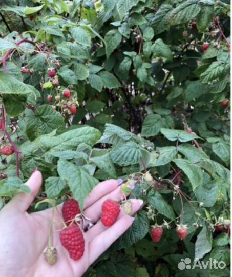 Малина красная саженцы