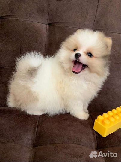 Шпиц мини девочка в Сочи