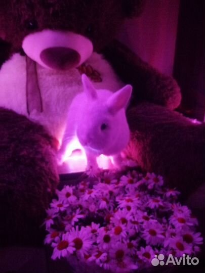 Карликовый кролик