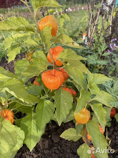 Физалис корни