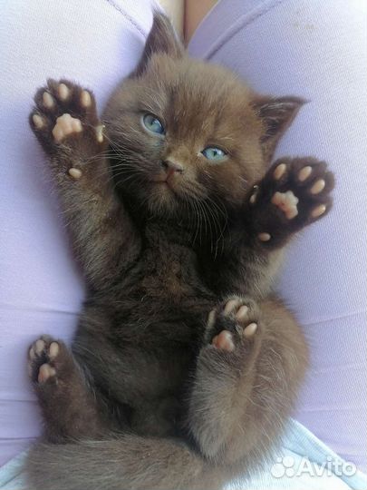 Шотландский шоколадный котенок