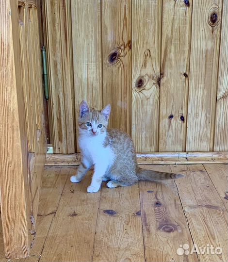 Котёнок в добрые руки даром