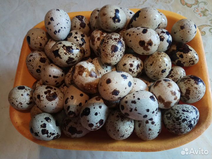 Инкубационные перепелиные яйца