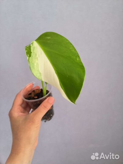Монстера альба макушка