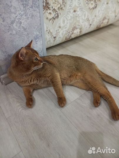 Вязка Чаузи F3 (Абиссинская)