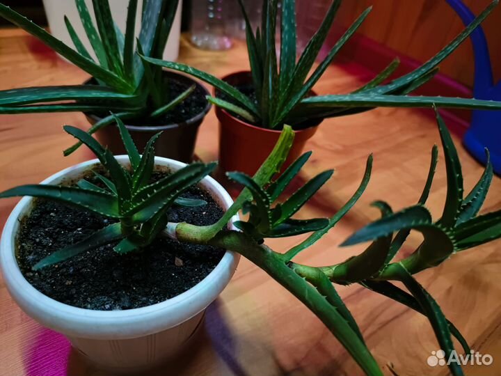 Алое вера столетник кактусы кактусята