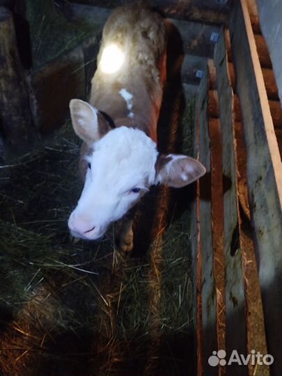 Продам,телочка