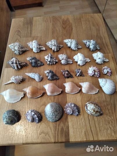Морские ракушки раковины