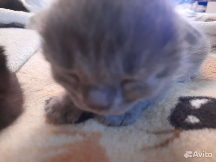 Британские котята