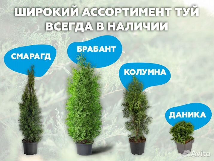 Туя колумна 170 см