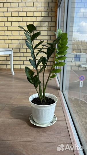 Замиокулькас, драцена, комнатные растения