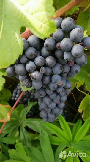 Виноградные листья для долмы