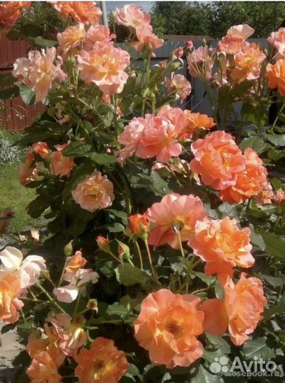 Роза Вестерлэнд