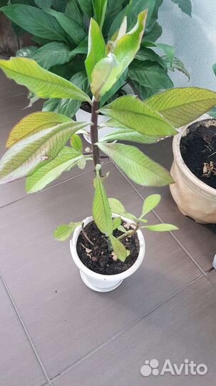 Молочай, аглоанема, бегония,каланхое