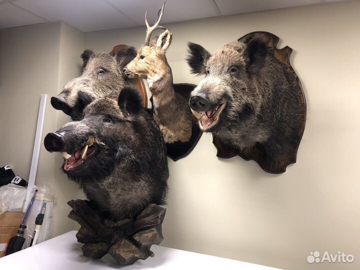Чучело кабан косуля зверь