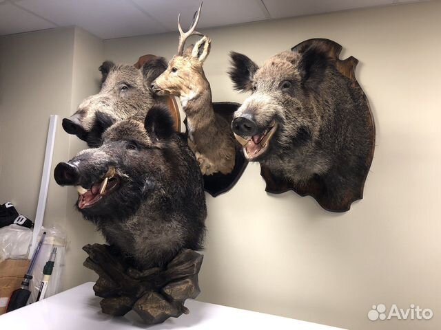 Чучело кабан косуля зверь