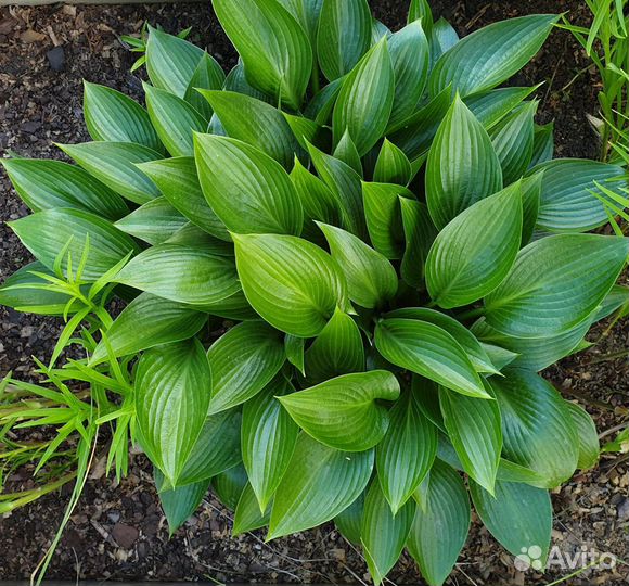 Хосты - 3 часть