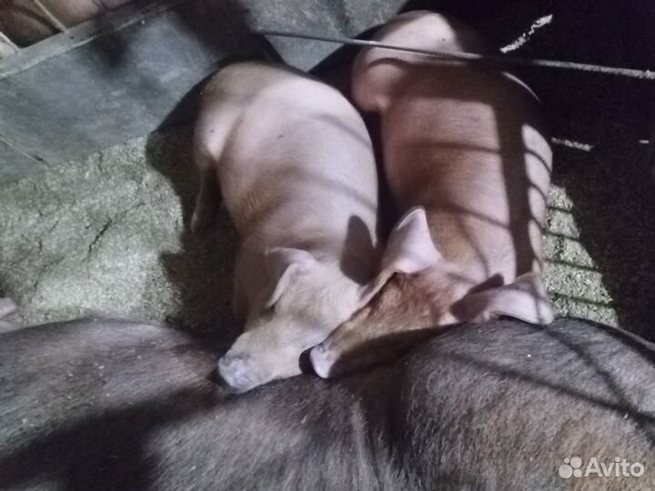 Племенные поросята дюрок