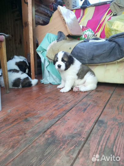 Московская сторожевая