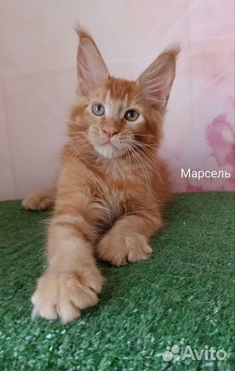 Котята мейн-кун с документами и ветпаспортом