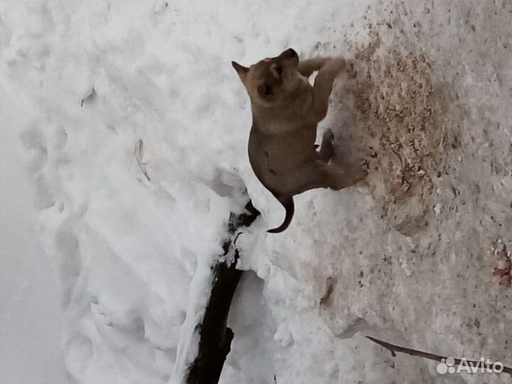 Щенки бесплатно в добрые руки