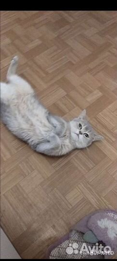 Шотландская кошка