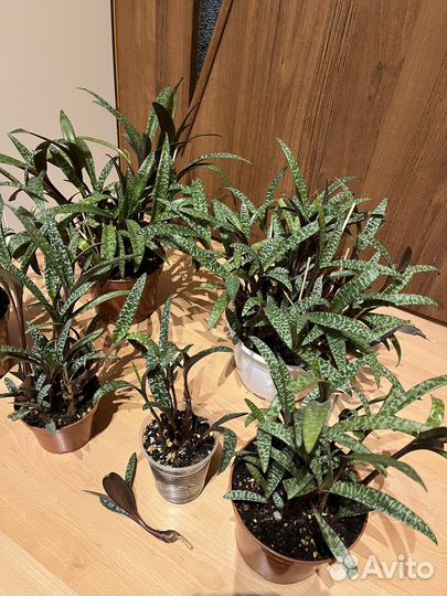 Ледебурия socialis