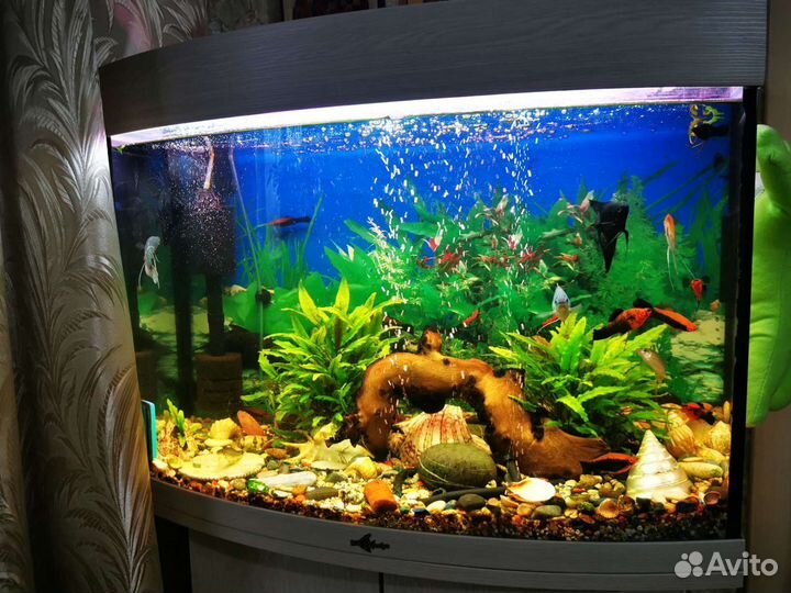 Аквариум 100л с тумбой полный комплект +рыбки
