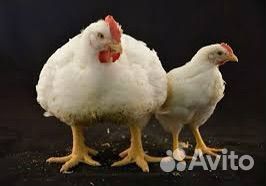 Цыплята бройлеры