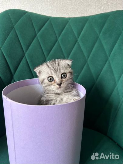 Шотландская вислоухая