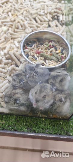 Джунгарский хомяк