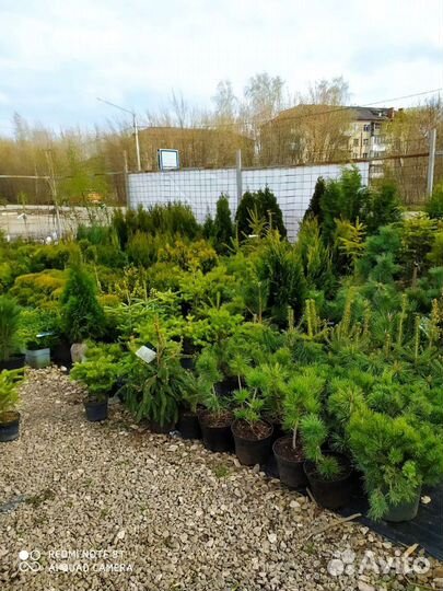 Садовый Центр,собственный питомник