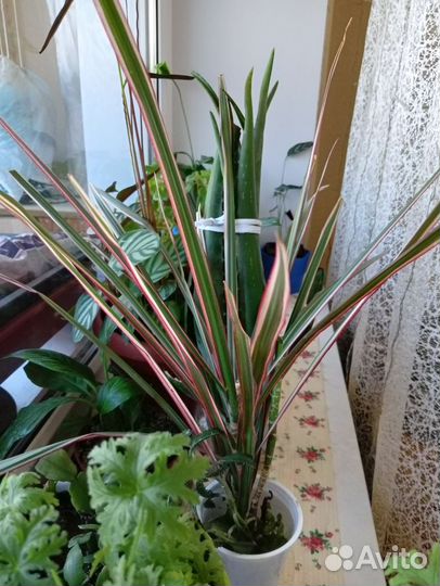 Драцена Маргината трехцветная,руэлия,алоэ,герань