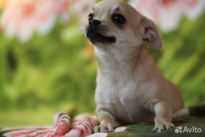 Девочки чихуахуа с РКФ