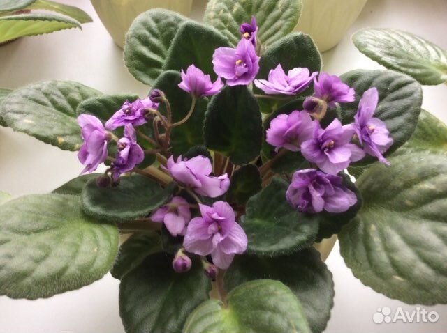 Комнатные цветы