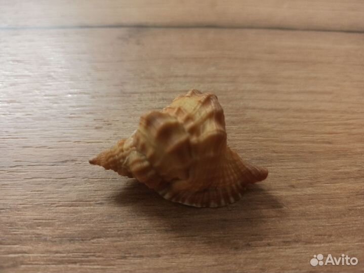 Морская раковина