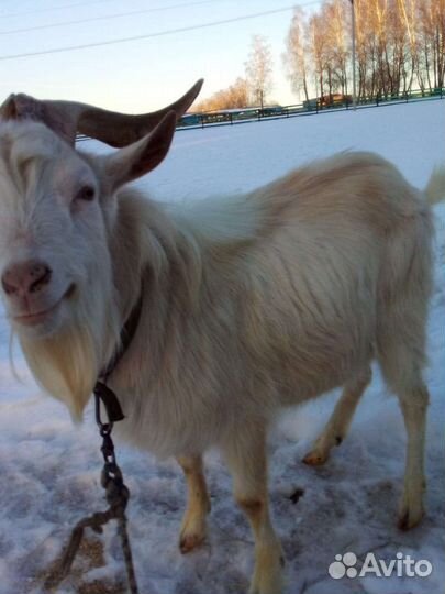 Козел для вязки