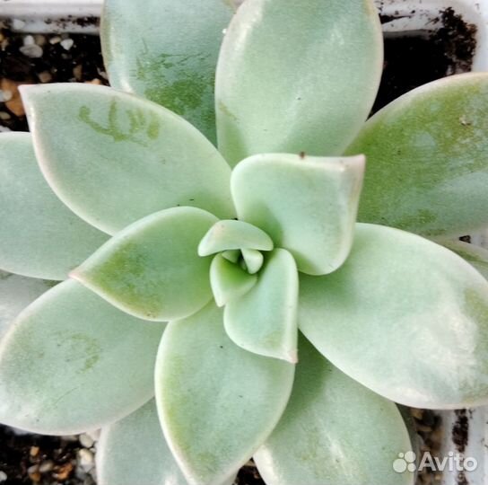 Кактусы и суккуленты. Суккуленты 8 штук в набор