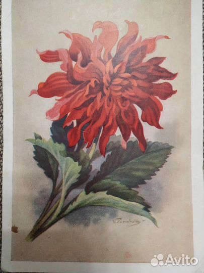 Георгин - открытка, 1958