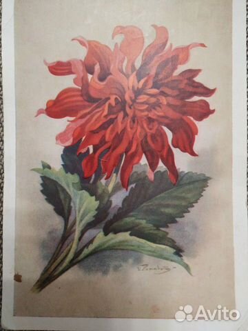 Георгин - открытка, 1958