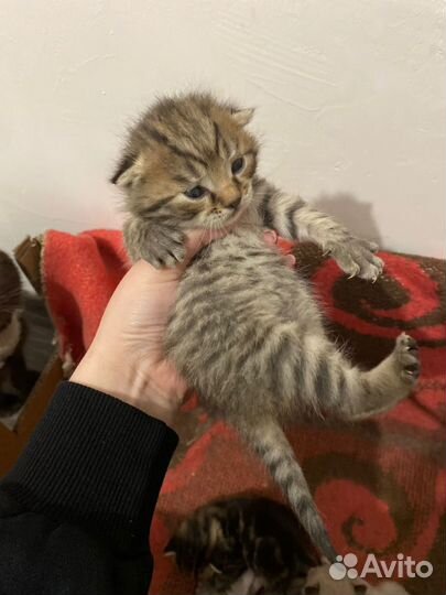 Котята в добрые руки бесплатно