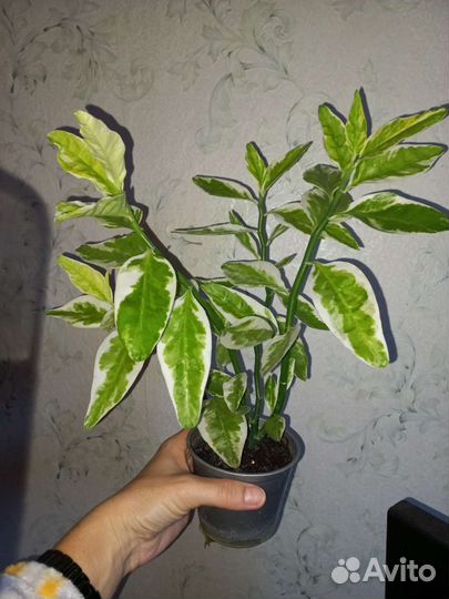 Педилантус