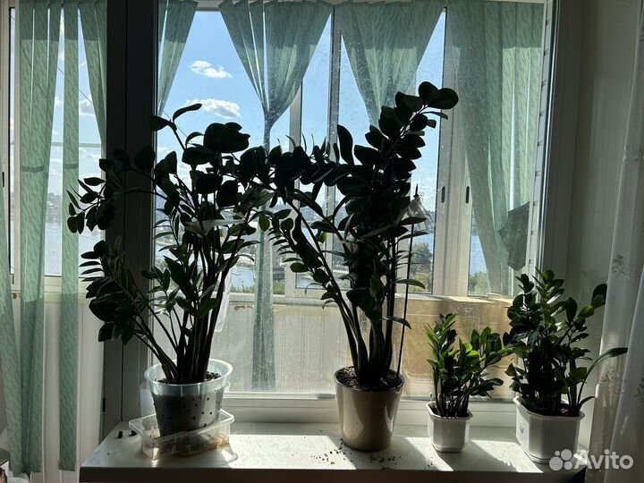Замиокулькас долларовое дерево