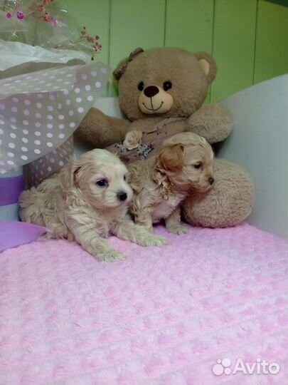 Мальтипу f 1 беби фэйс девочки