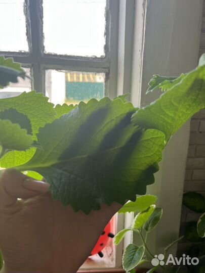 Мята крупнолистовая