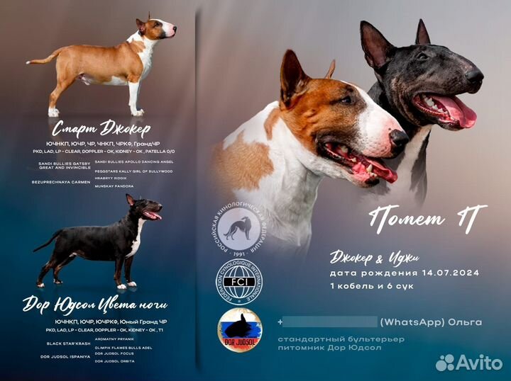 Щенок бультерьера (стандарт)