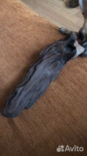 Коряга мангрового дерево