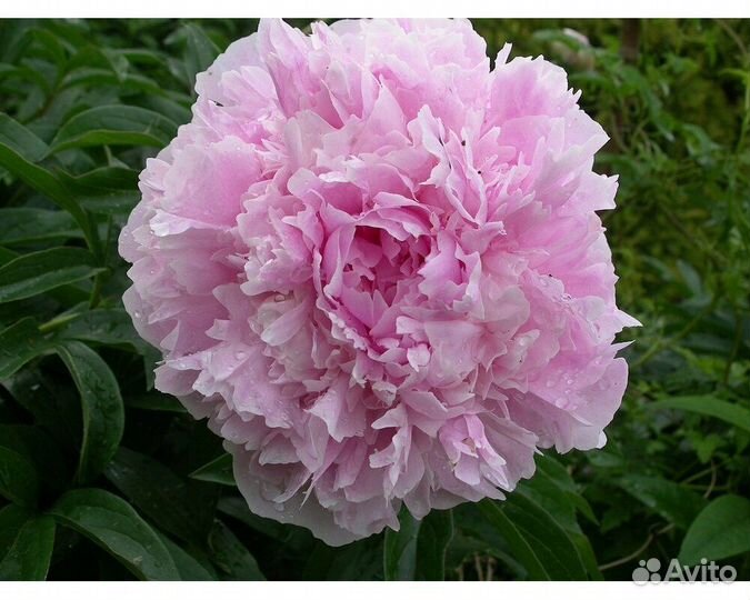 Пион молочноцветковый Sarah Bernhardt